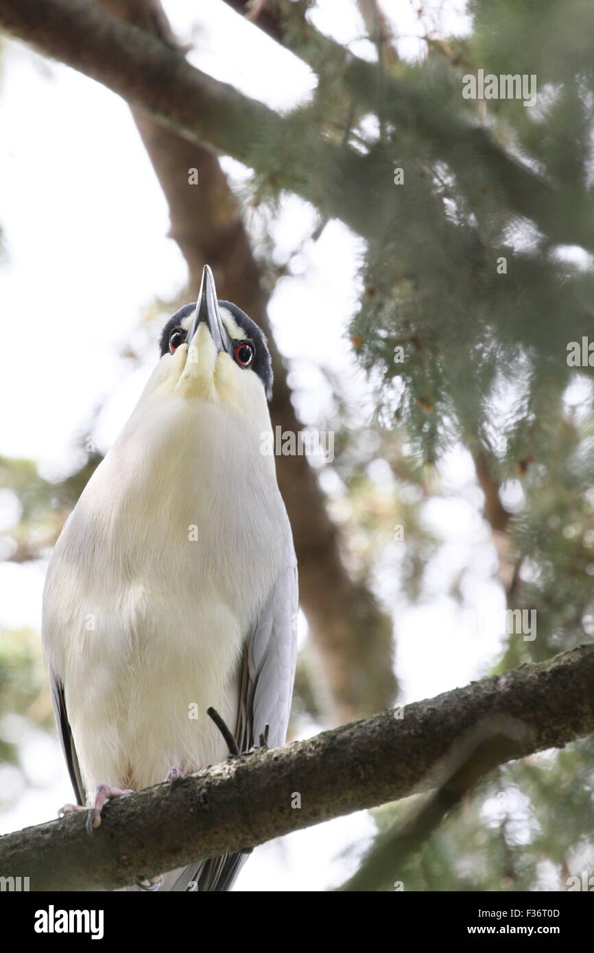 Heron perched in a tree. Stock Photo