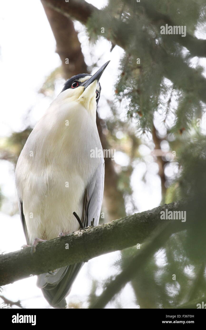 Heron perched in a pine tree. Stock Photo