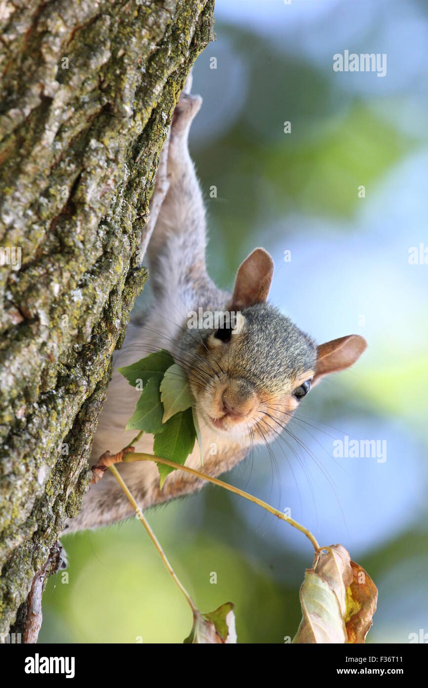 Gray squirrel clinging to a tree. Stock Photo