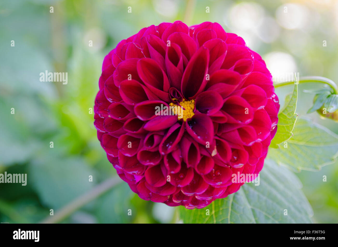 one lovely deep reed flower from family of dahlia Stock Photo Alamy