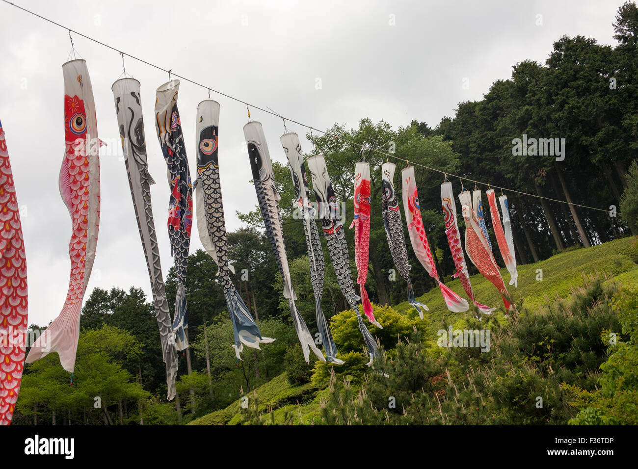 Colorful variety of koinobori fish kites hanging on a wire with green forest in background straight down Stock Photo