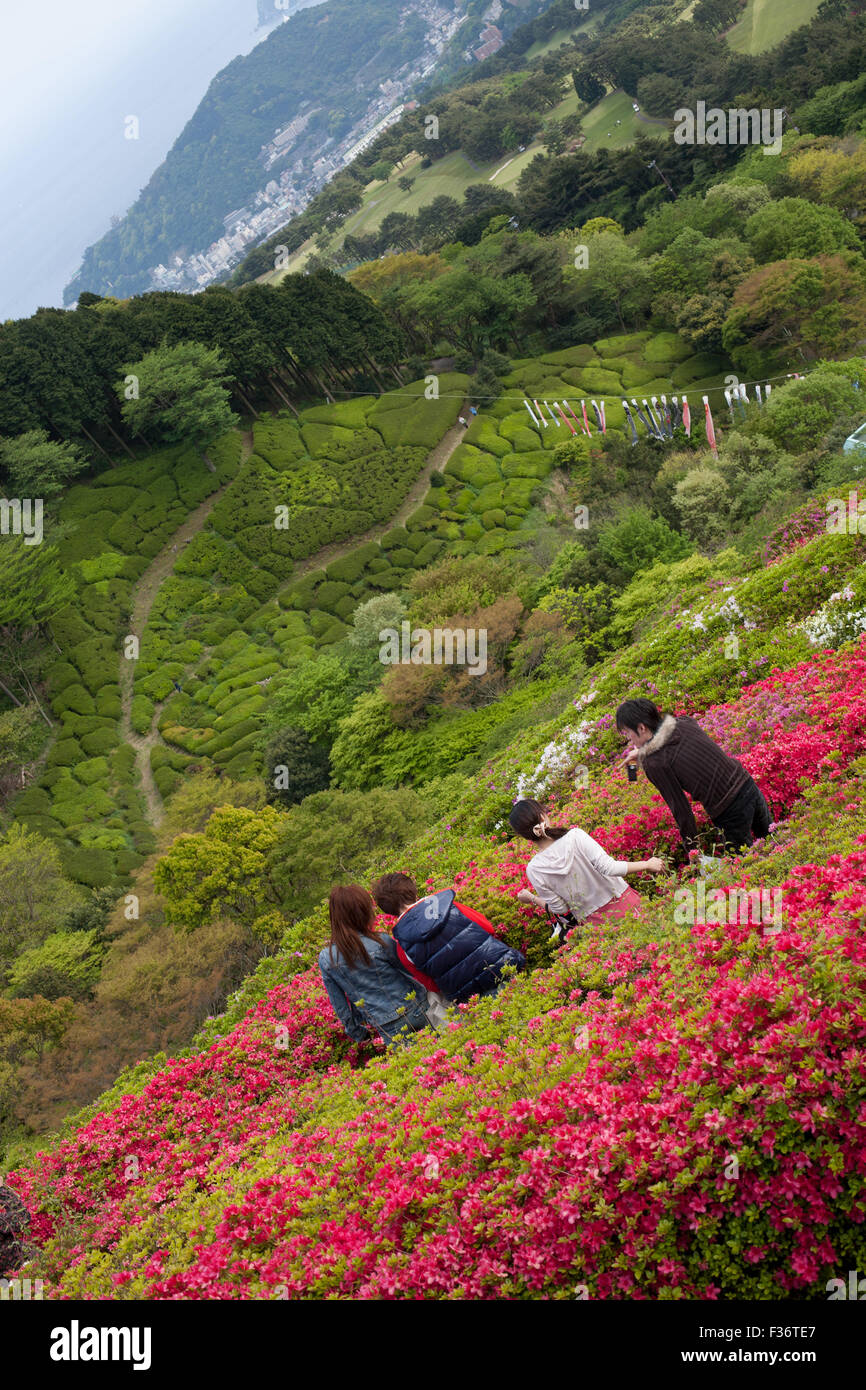 Azalea flowers with four people green hills in background Stock Photo