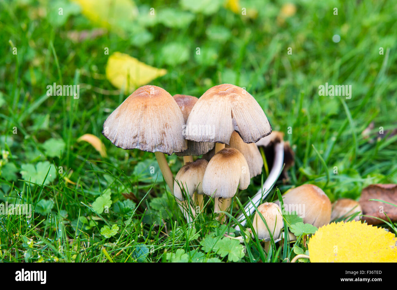 Mushrooms in the garden Stock Photo Alamy