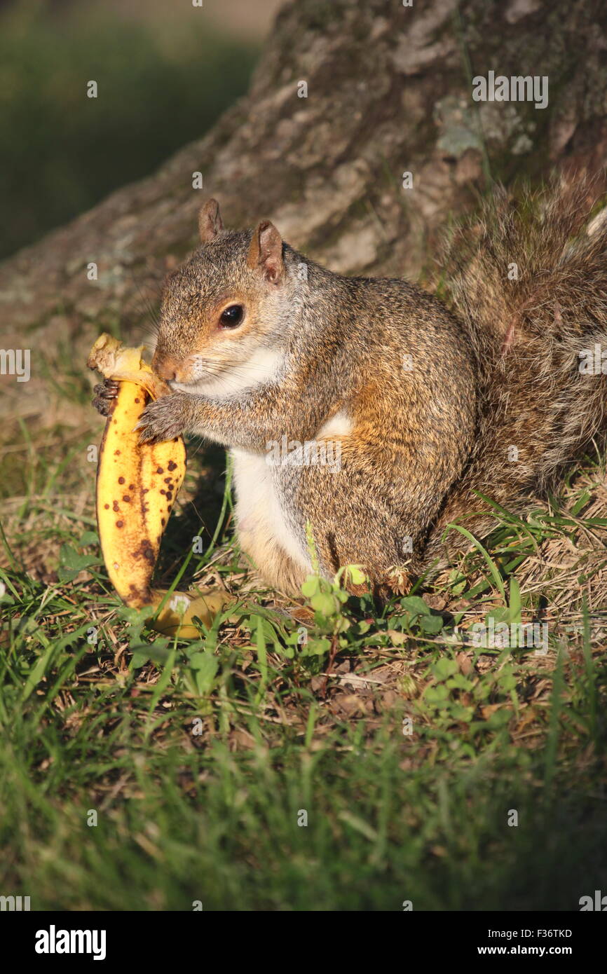 животные кушают. белки едят бананы. бельчонок и еда. белка с пищей. белка ест банан.