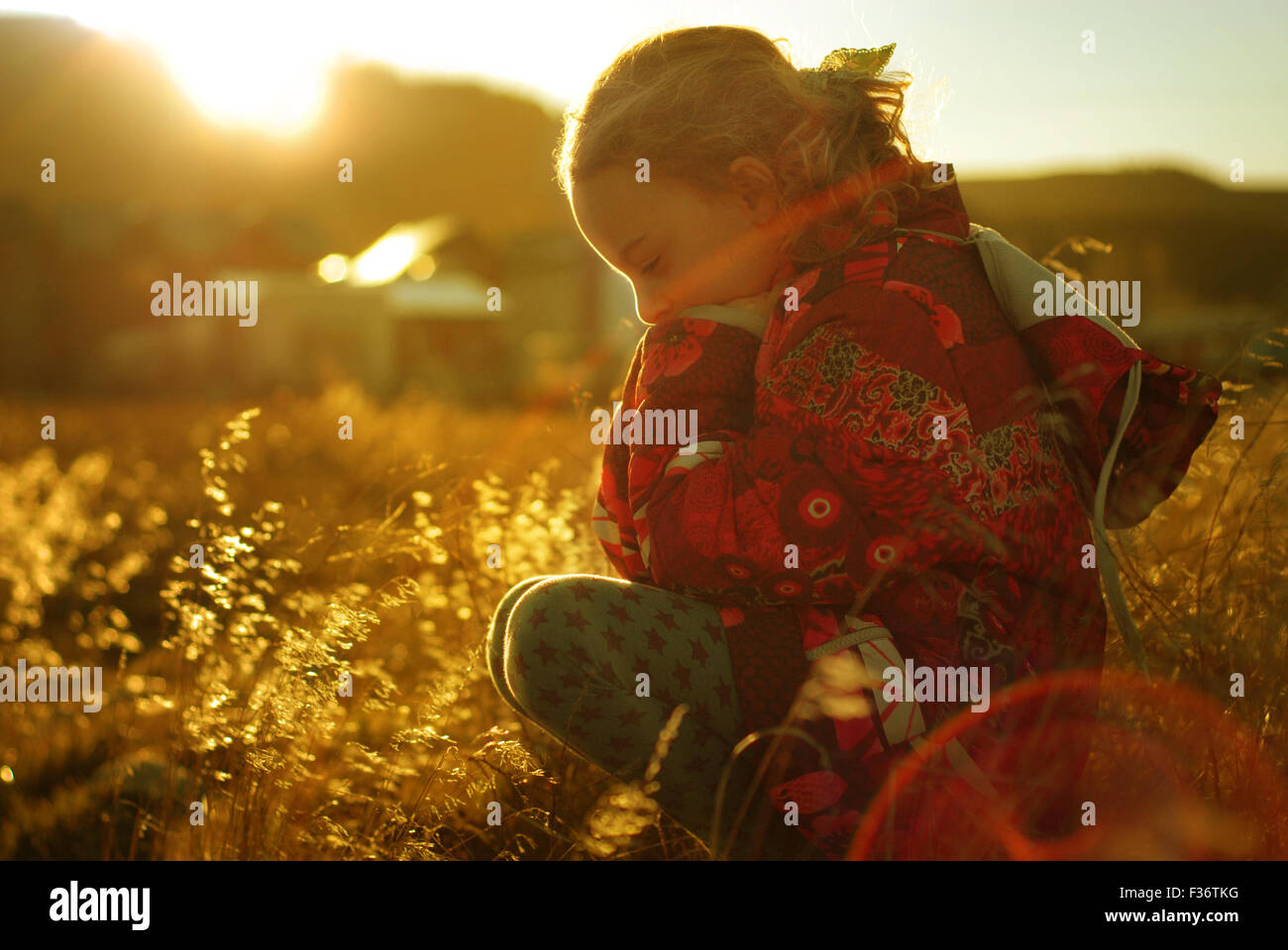 little girl in the fields at the sunset golden hour Stock Photo - Alamy