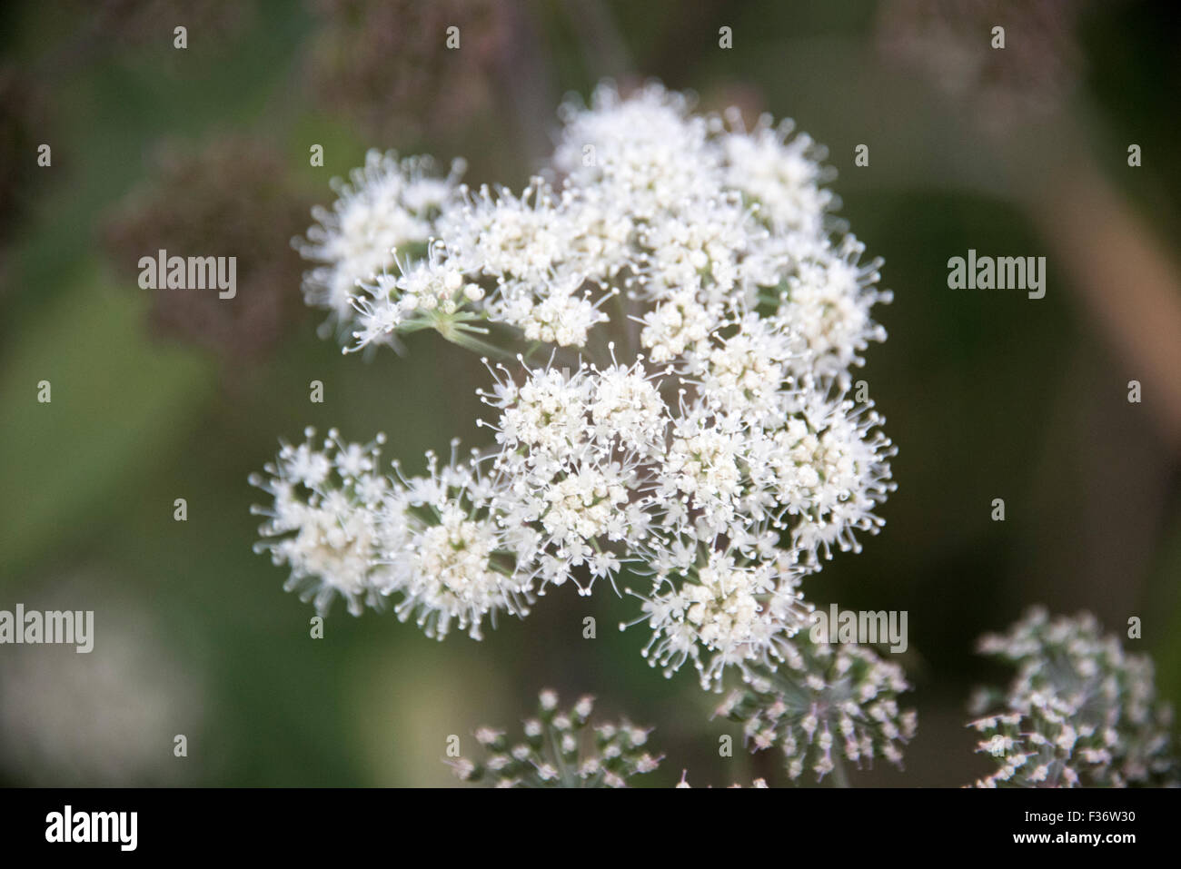 White magical flower Stock Photo