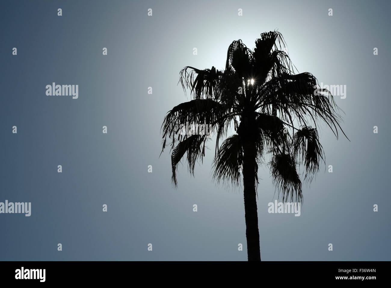 Palm tree silhouette Stock Photo - Alamy