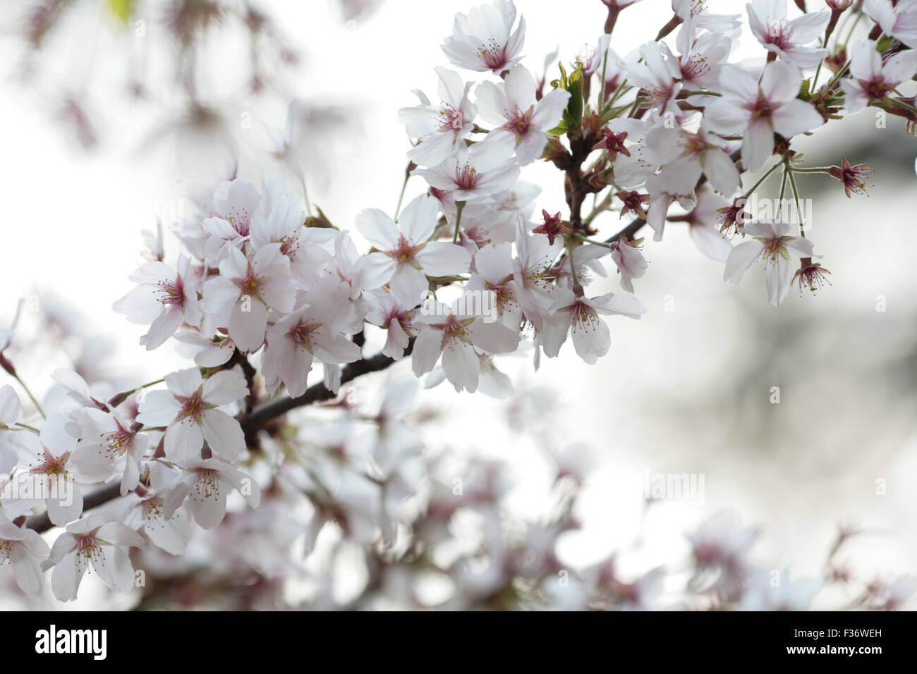 Cherry blossom sakura strand with background depth of field Stock Photo ...