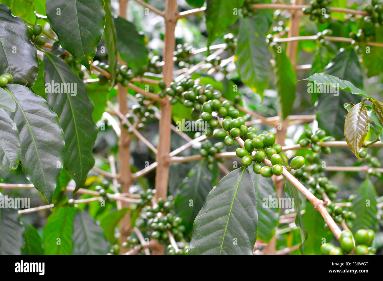Green coffee beans in the highlands of Boquete, Chiriqui region of Panama Stock Photo