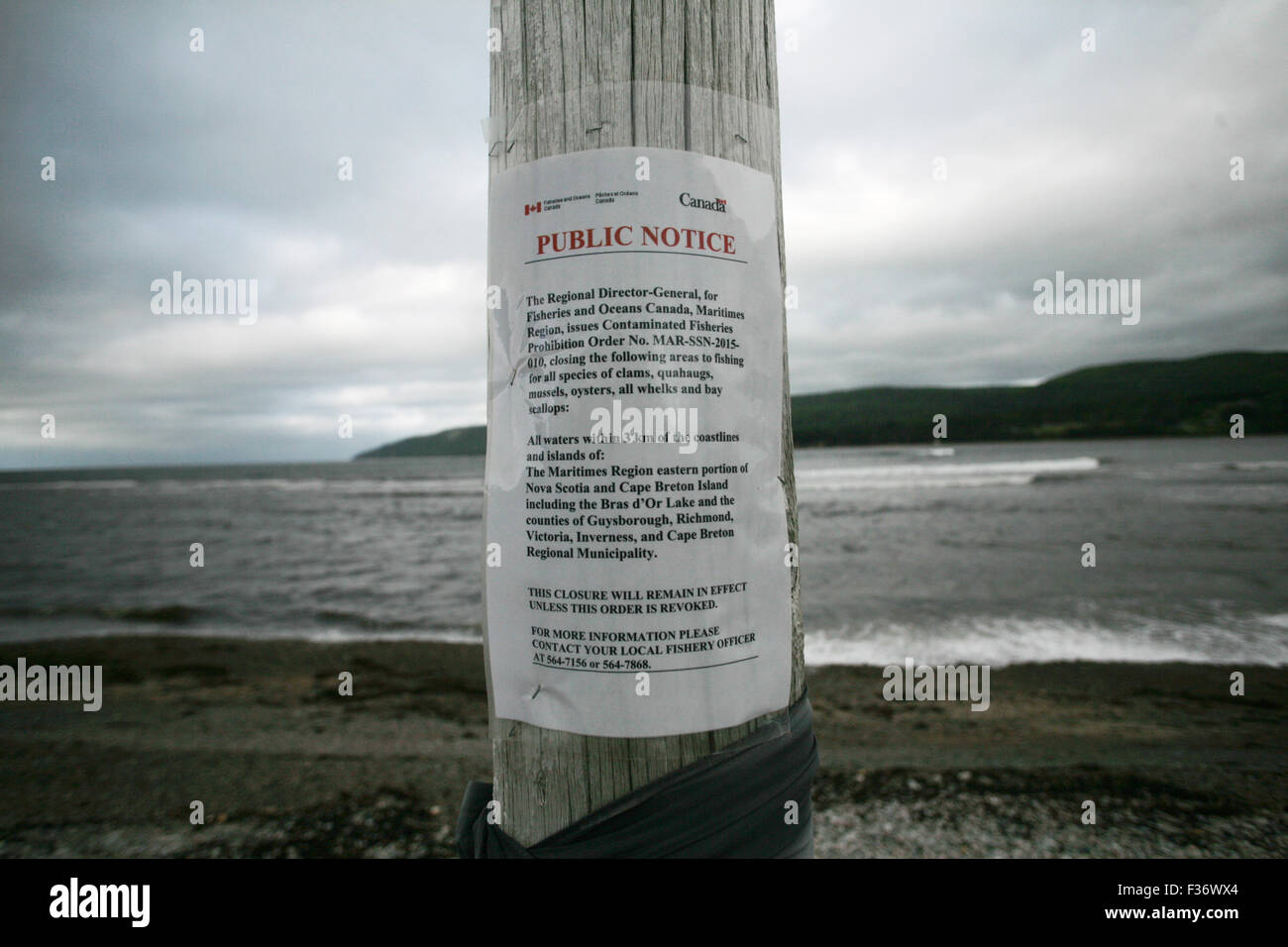 Bacteria bloom in St. Anns, Nova Scotia because of shellfish population