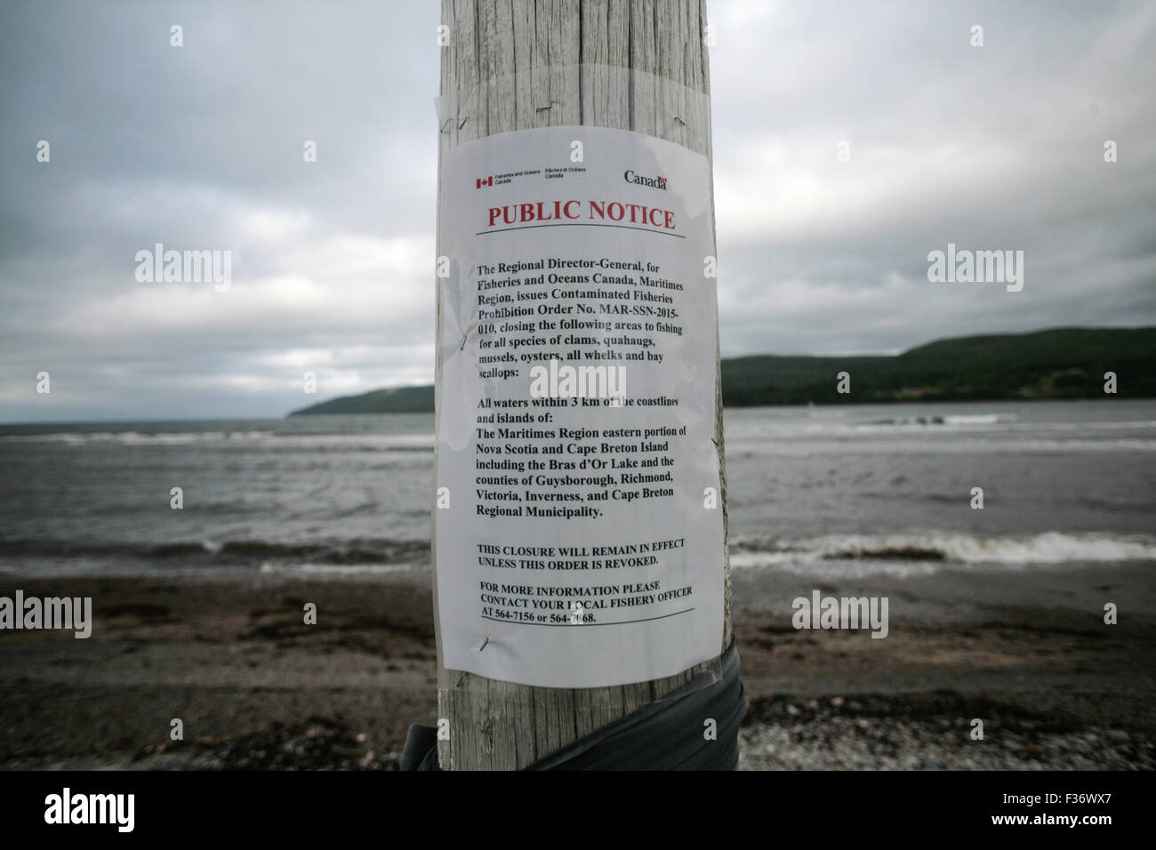 Bacteria bloom in St. Anns, Nova Scotia because of shellfish population Stock Photo