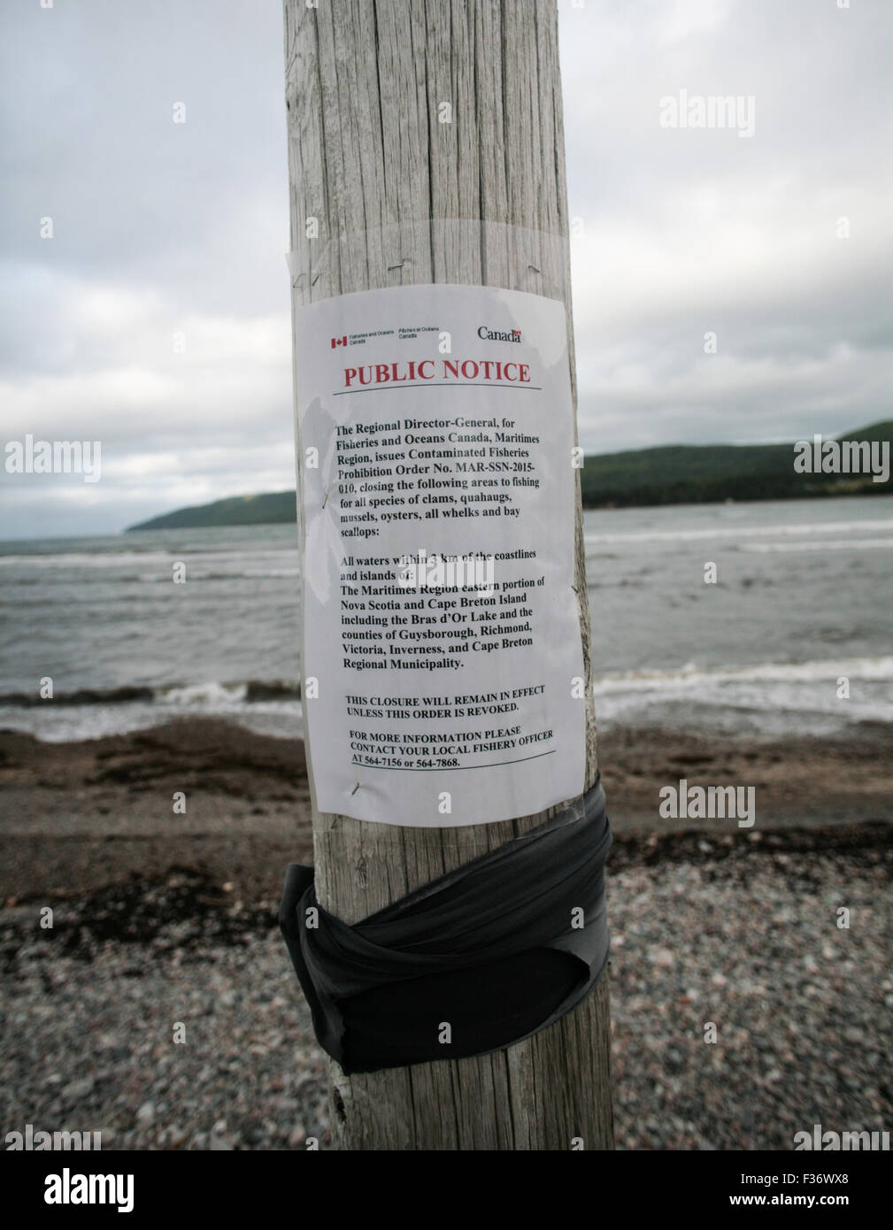 Bacteria bloom in St. Anns, Nova Scotia because of shellfish population Stock Photo