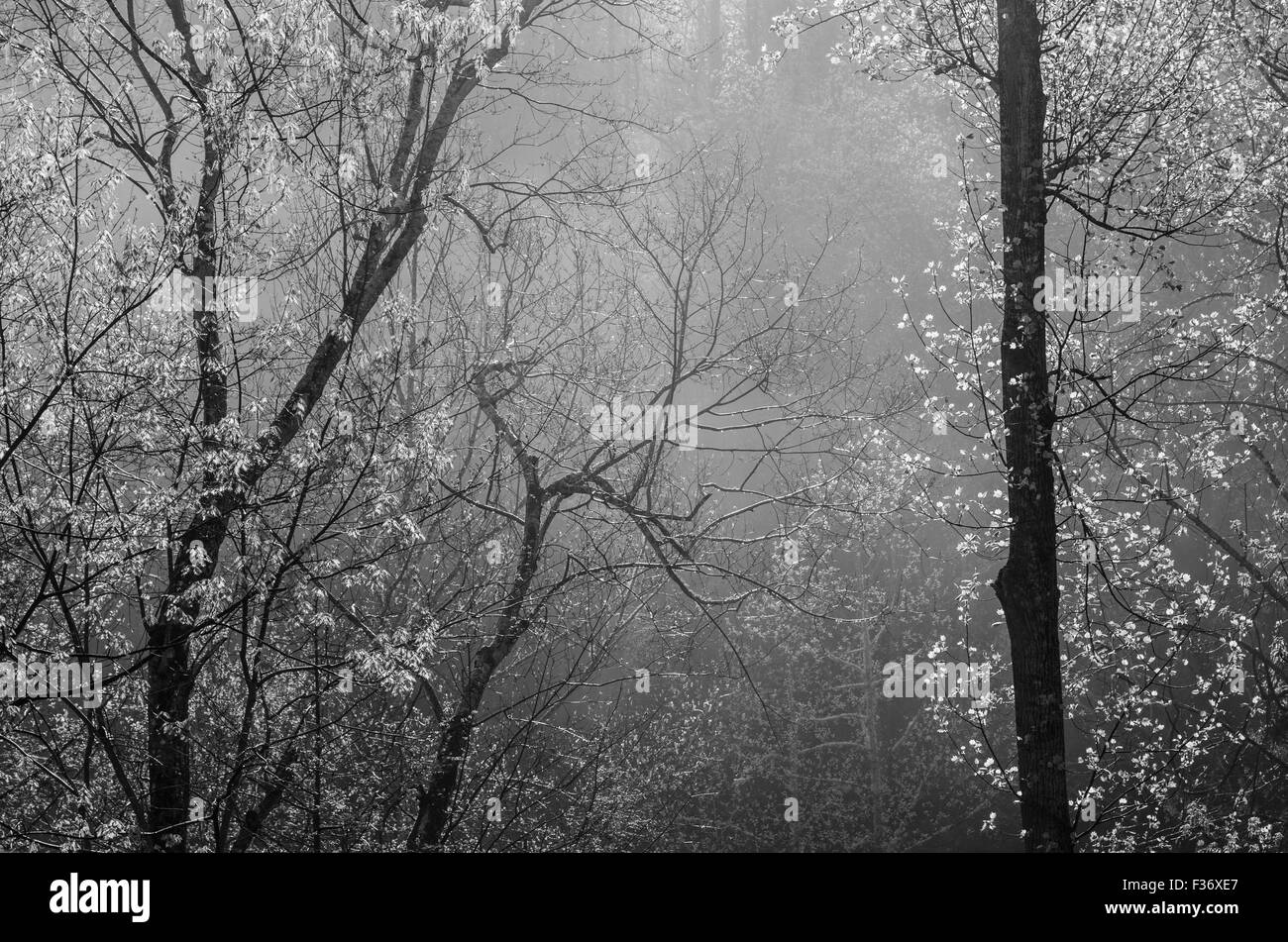 Sun highlighting trees through the morning mist in the Great Smoky Mountains National Park Stock Photo