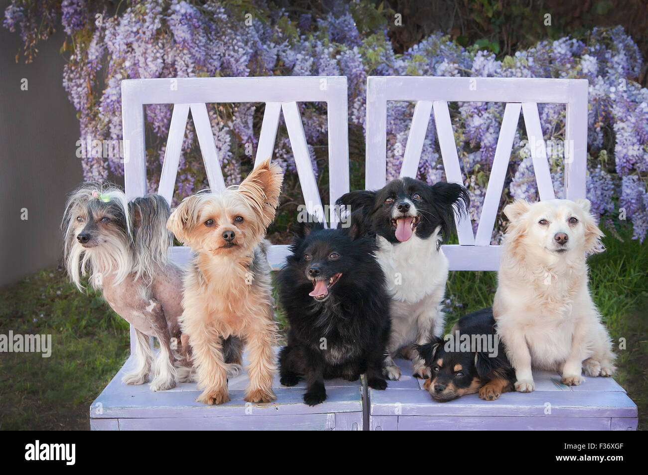 Dogs in a barn hi-res stock photography and images - Alamy