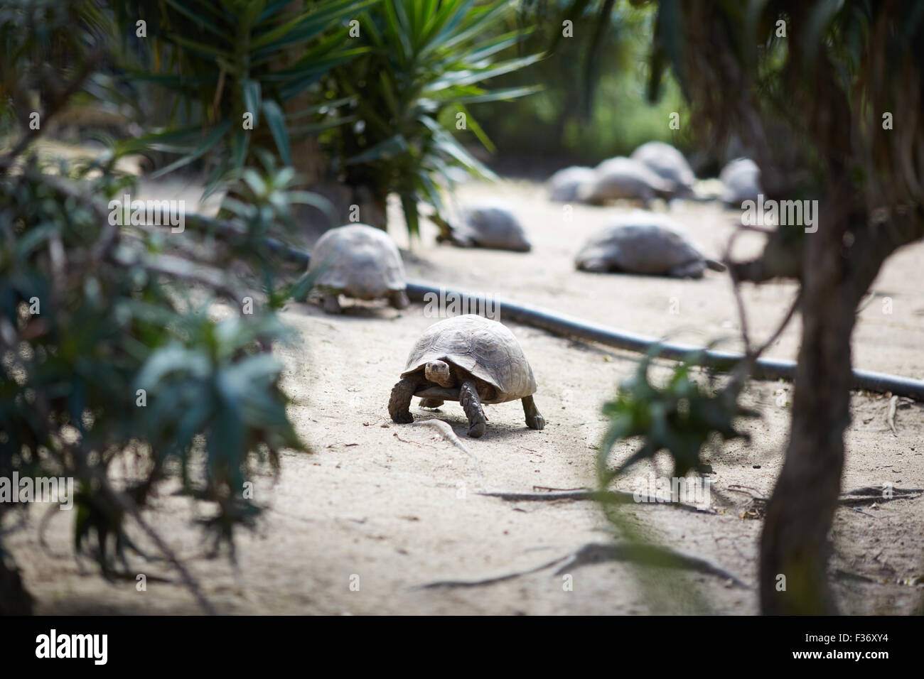 huge turtles in South Africa Stock Photo Alamy
