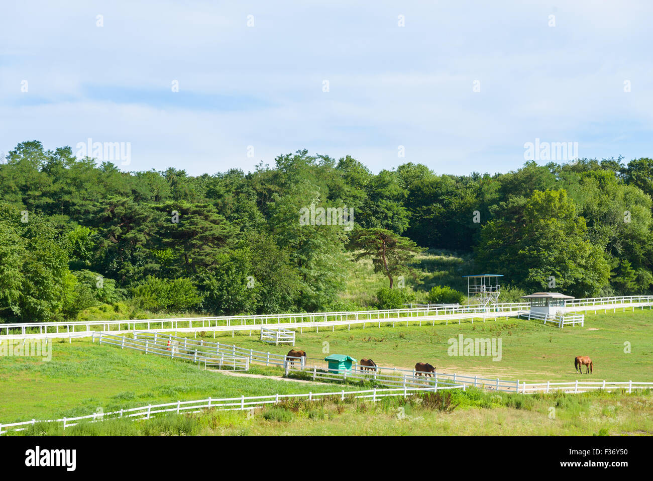 landscape of horse ranch with white fence in a sunny day Stock Photo