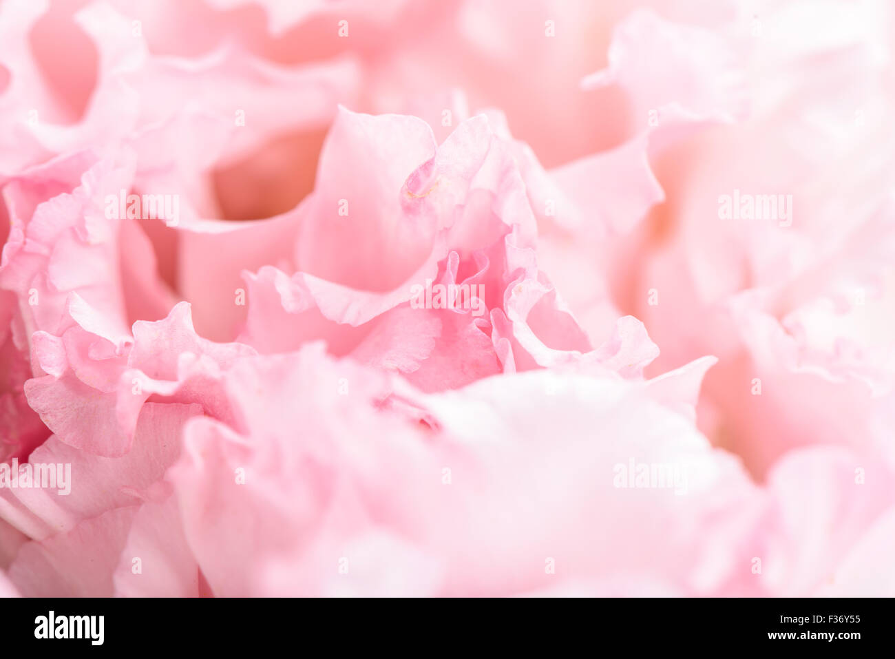 full frame macro image of pink carnation flower Stock Photo