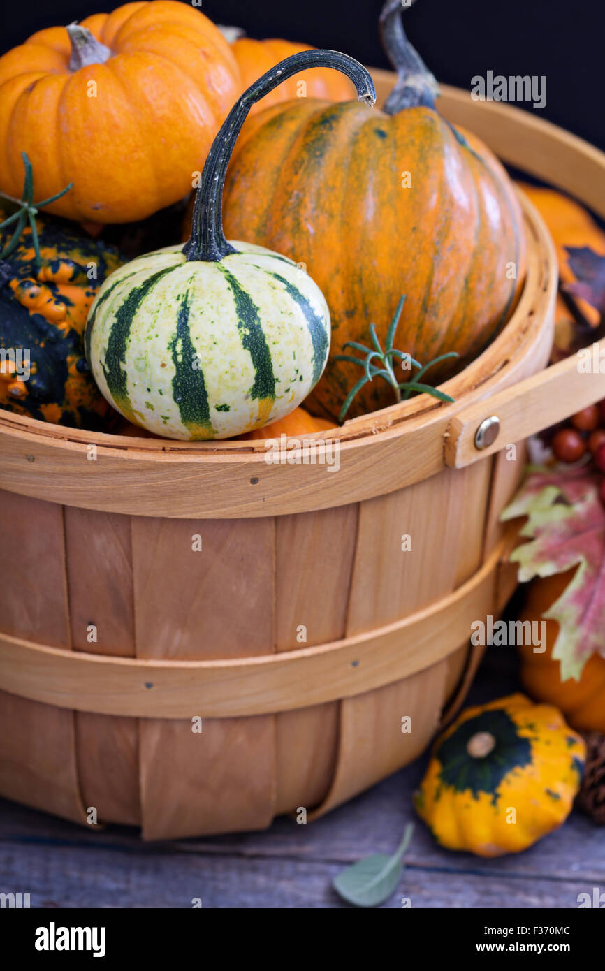 Pumpkins and variety of squash in a harvest basket Stock Photo