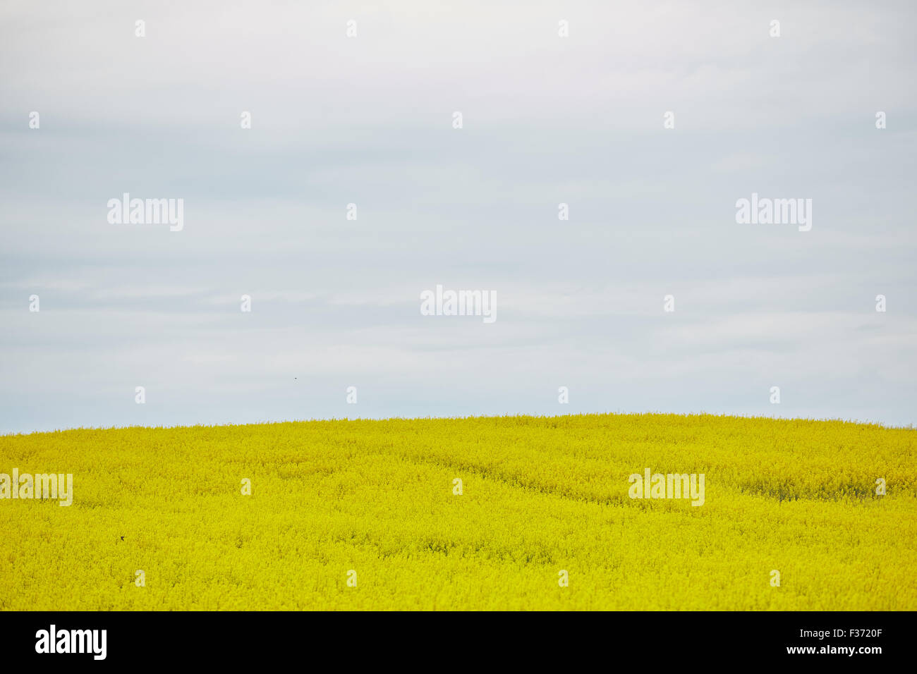 rapeseed field with yellow flowers Stock Photo - Alamy