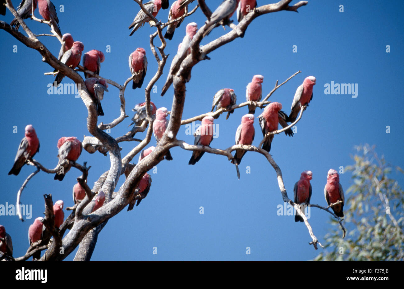 FLOCKS OF GALAHS (CACATUA ROSEICAPILLA) ROOSTING IN TALL TREES ARE A FAMILIAR SIGHT IN CENTRAL AUSTRALIA. Stock Photo