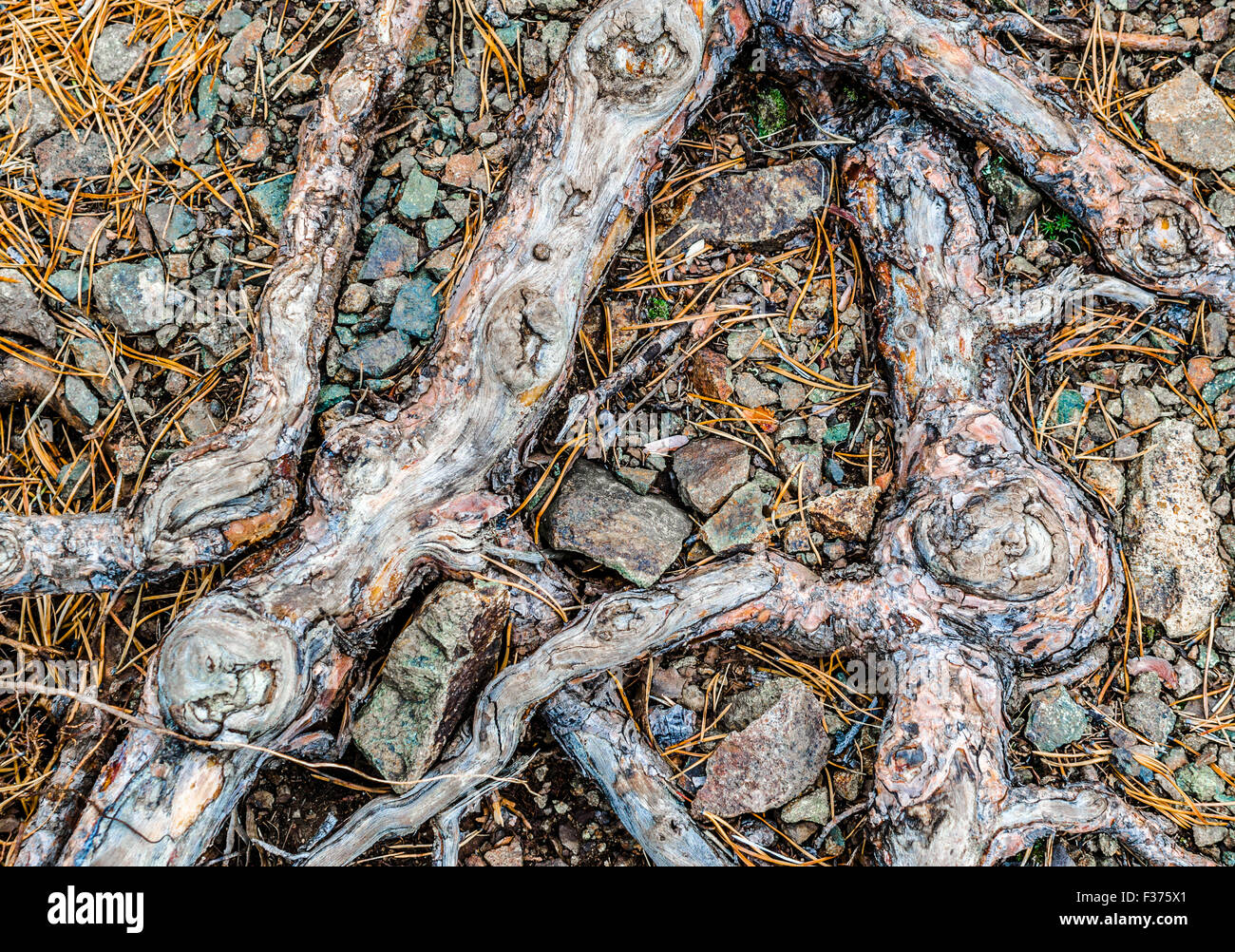Gnarled roots grow through rocky gravel and stones Stock Photo Alamy