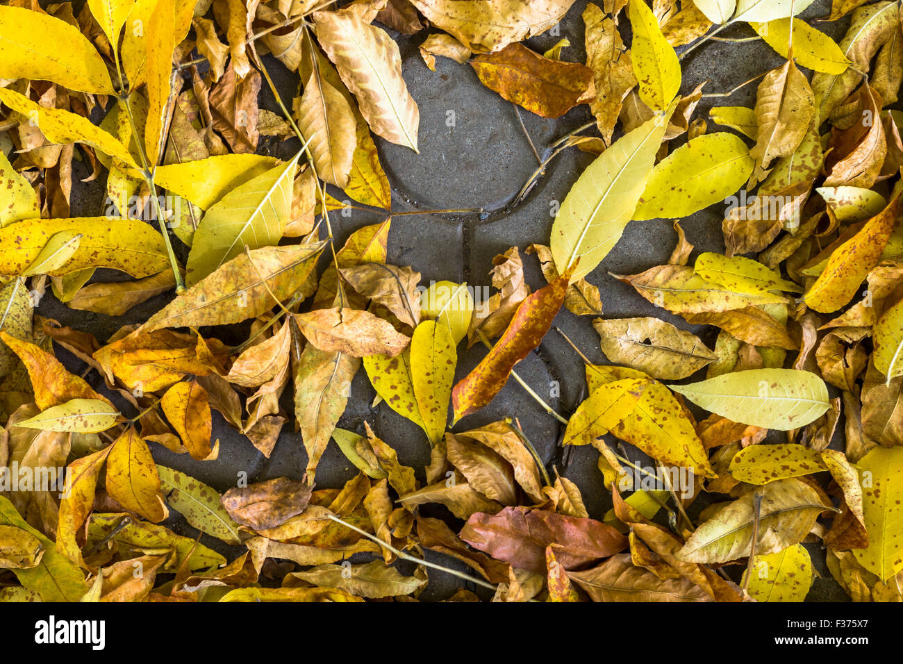 Autumnal leaves sitting on dark stone pavement tiles Stock Photo - Alamy