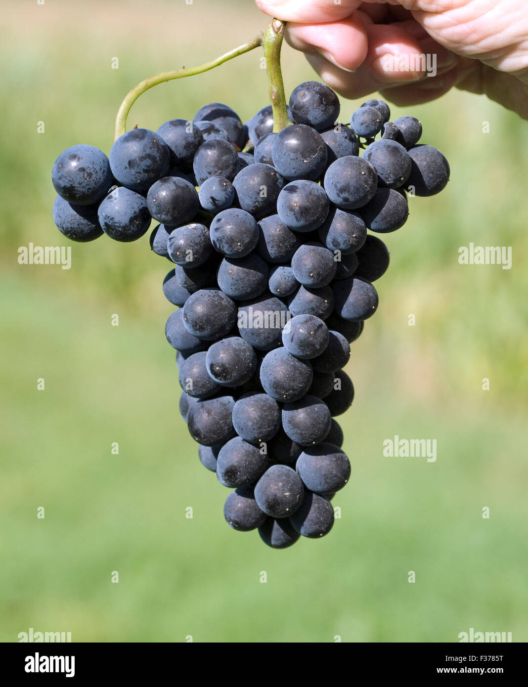 Merlot Rotweinsorte Merlot Noir Bordeaux Rotwein Stock Photo Alamy
