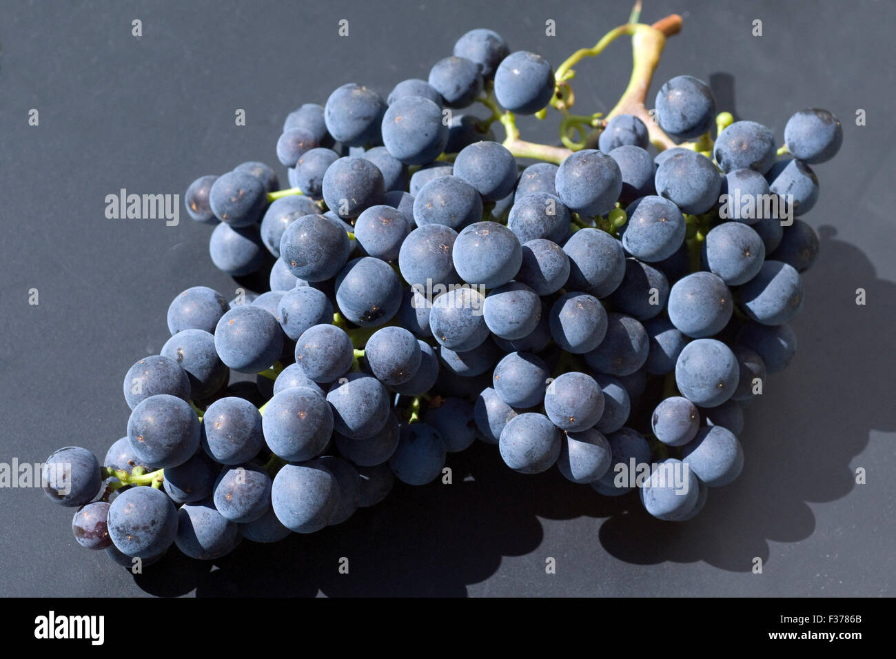Merlot Rotweinsorte Merlot Noir Bordeaux Rotwein Stock Photo Alamy