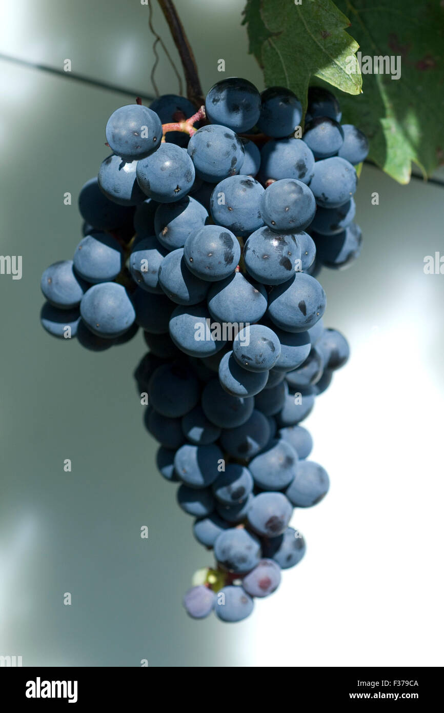 Blauer, Portugieser, alte Rotweinsorte, tempranillo Stock Photo