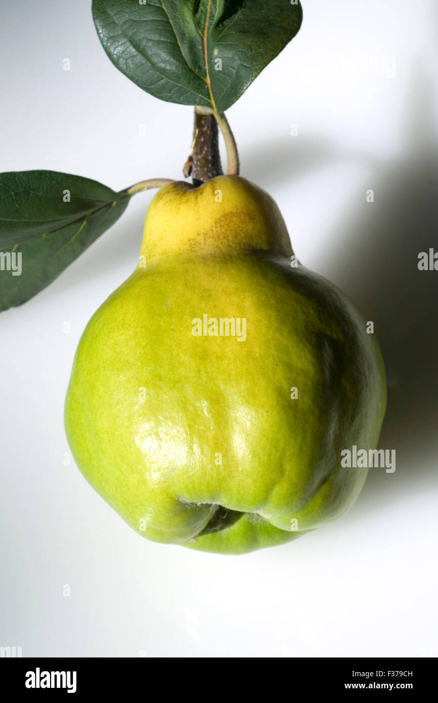 Quitte; Birnenfruechtige, Quitte; Cydonia, Stock Photo
