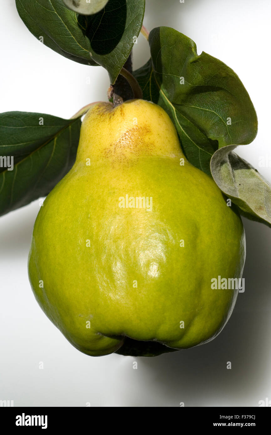 Quitte; Birnenfruechtige, Quitte; Cydonia, Stock Photo