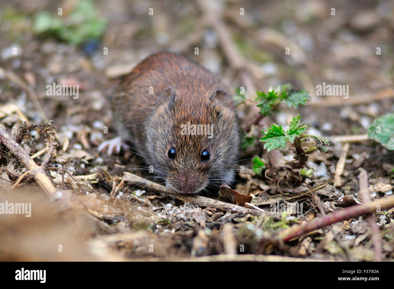 A bank vole on the ground UK Stock Photo