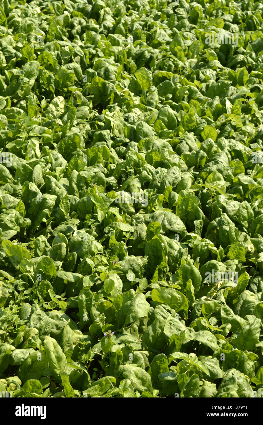 Spinach, field, North Rhine-Westphalia, Germany Stock Photo