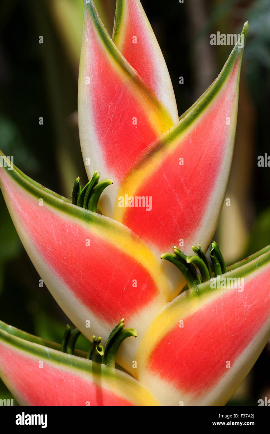 Heliconia (Heliconia wagneriana) blossom, Mahe Island, Seychelles Stock Photo