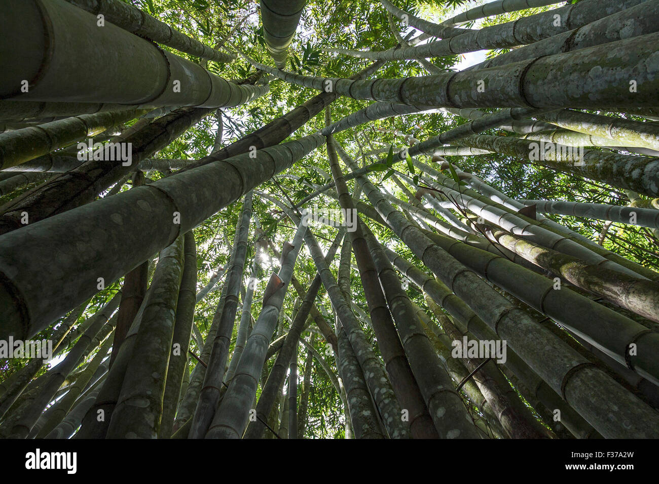 Giant Bamboo or Dragon Bamboo (Dendrocalamus giganteus), Le Jardin du Roi, Mahe Island, Seychelles Stock Photo