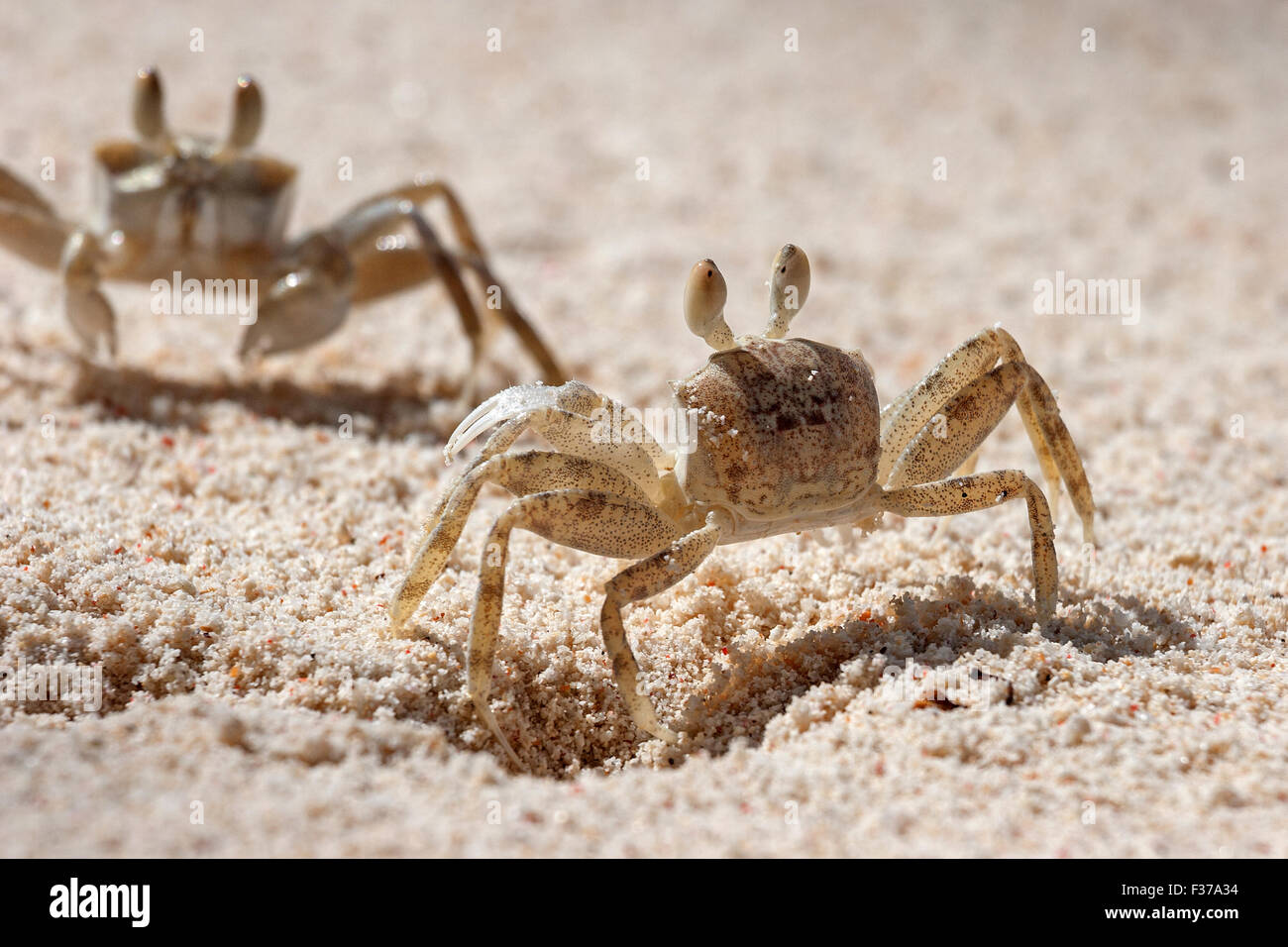 Ghost crab (Ocypode sp.), in the sand, Praslin Island, Seychelles Stock ...