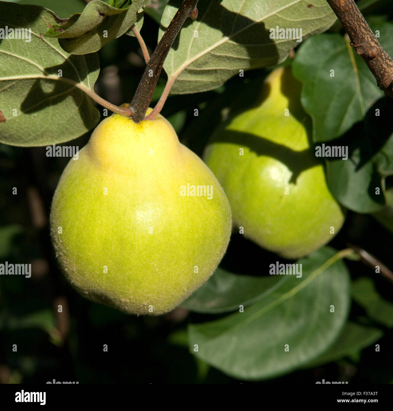 Quitte; Birnenfruechtige, Quitte; Cydonia, Stock Photo