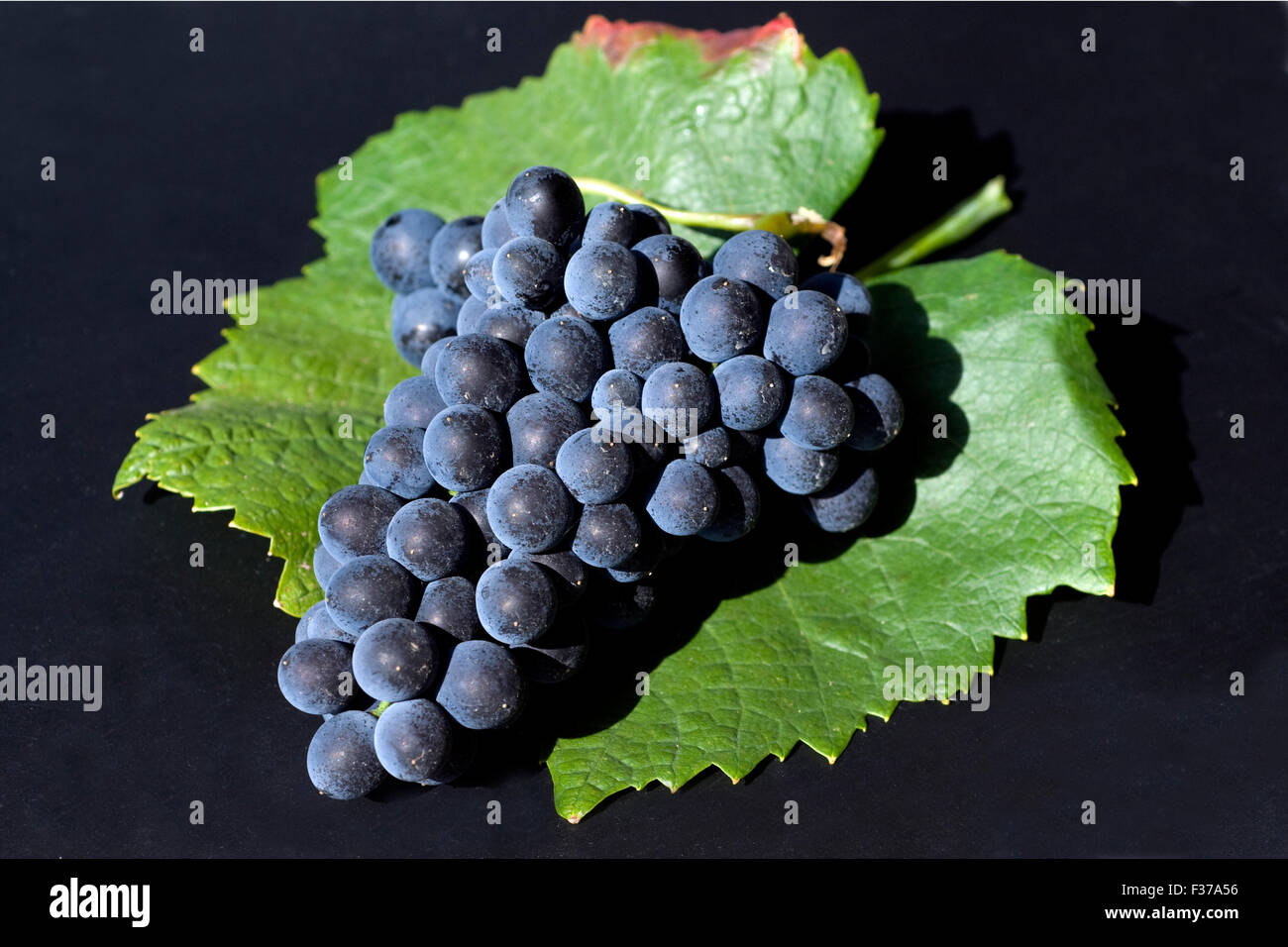 Blauer Spaetburgunder, Pinot, noir, Rotwein Stock Photo - Alamy