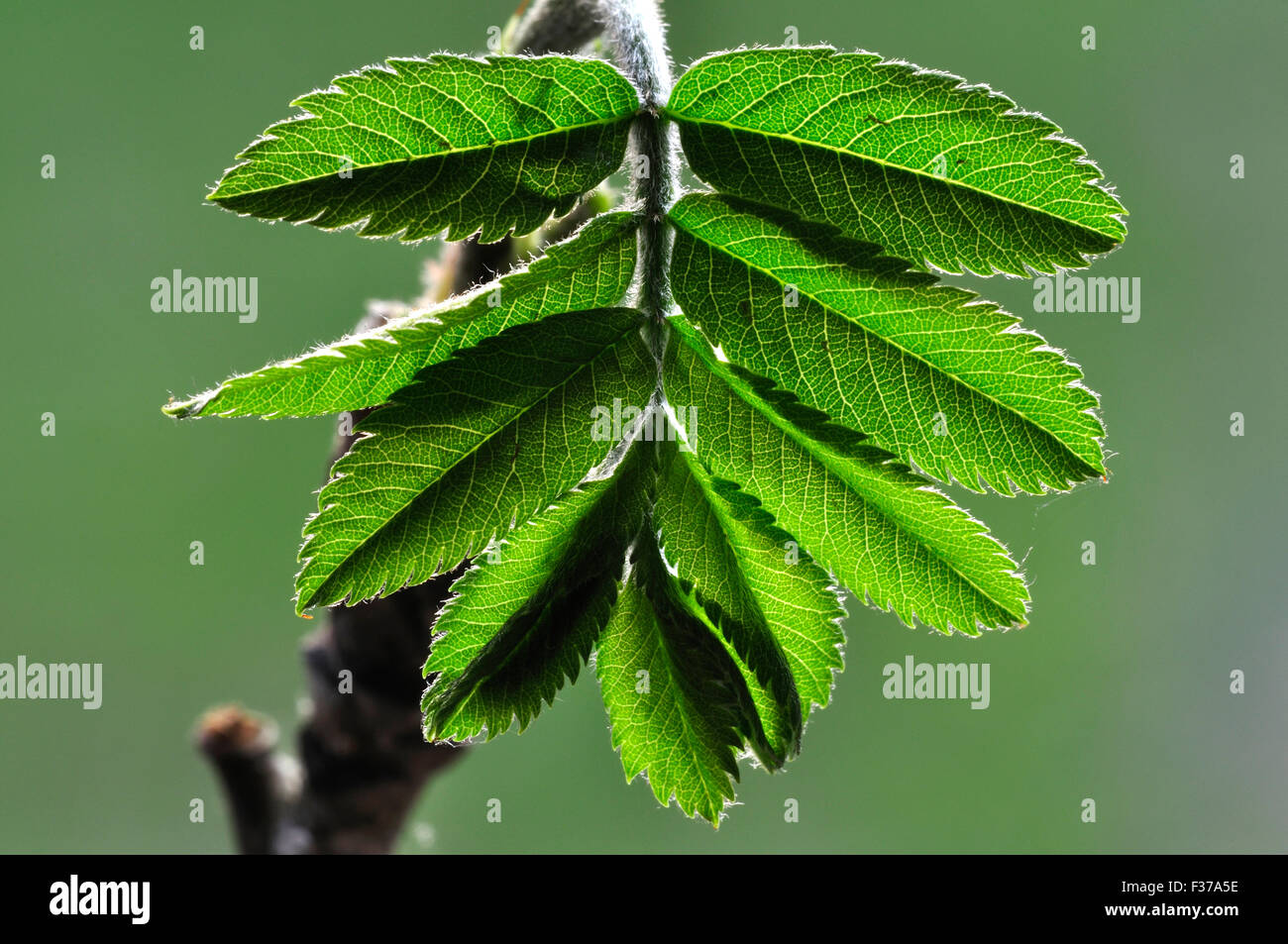 Rowan leaf Stock Photo