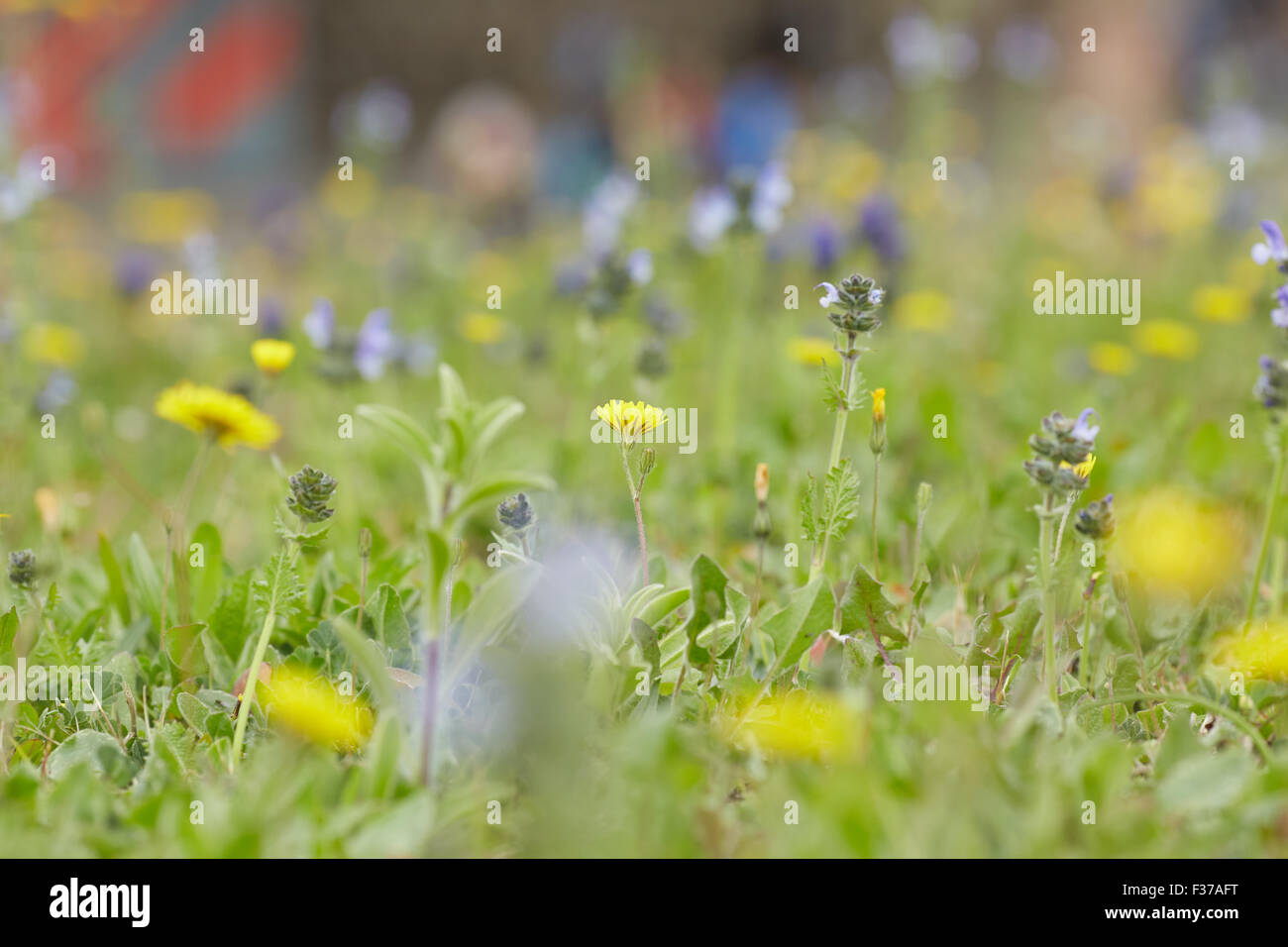 yellow and purple meadow flowers Stock Photo - Alamy