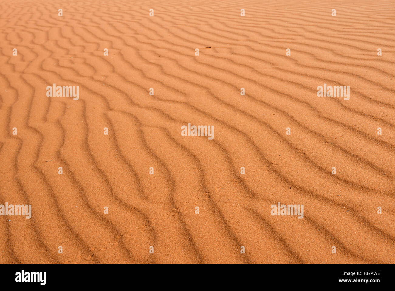 Structures in the sand, dune, Kalahari Desert, Namibia Stock Photo