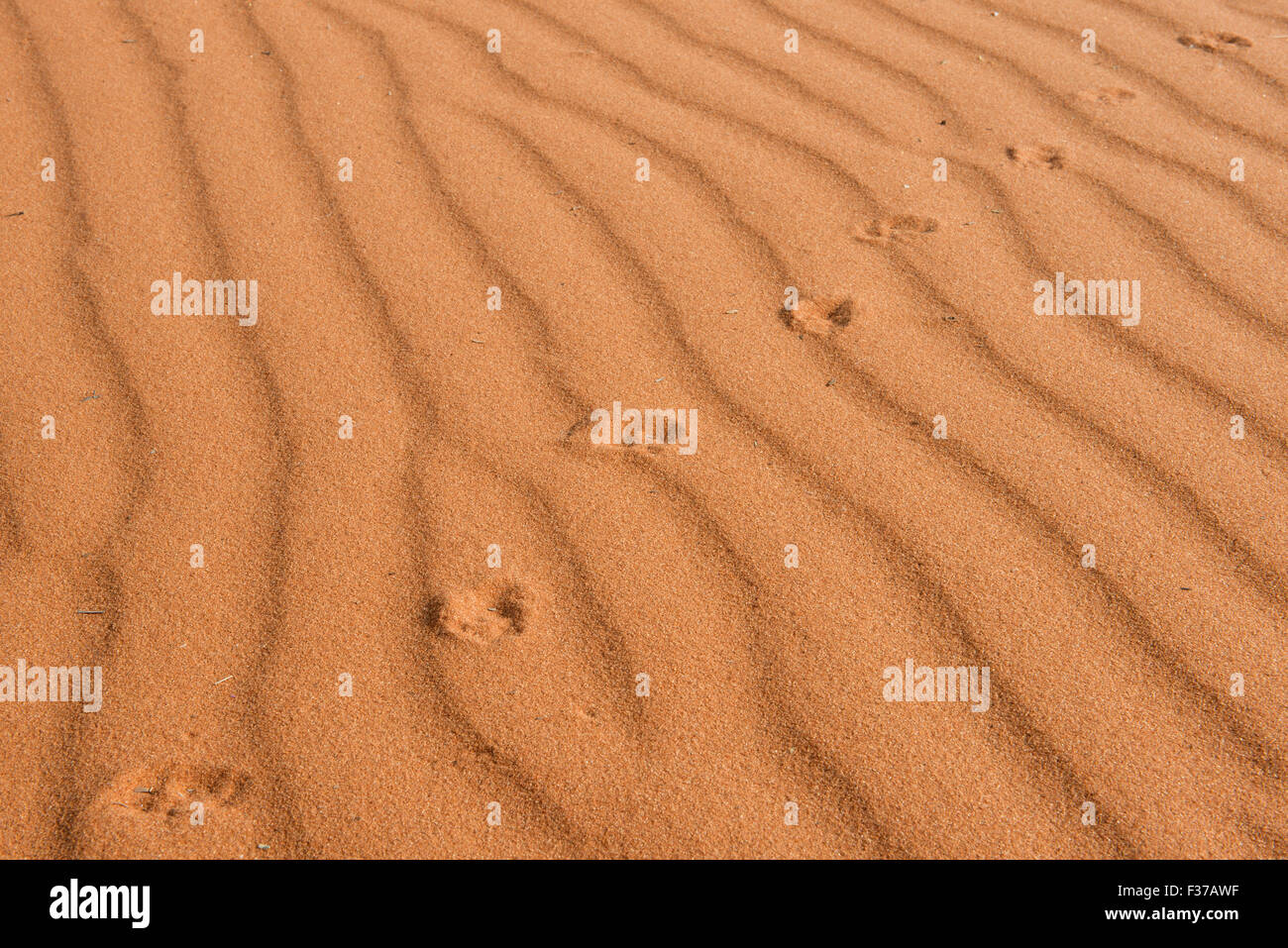 Footprints in the sand, Kalahari Desert, Namibia Stock Photo