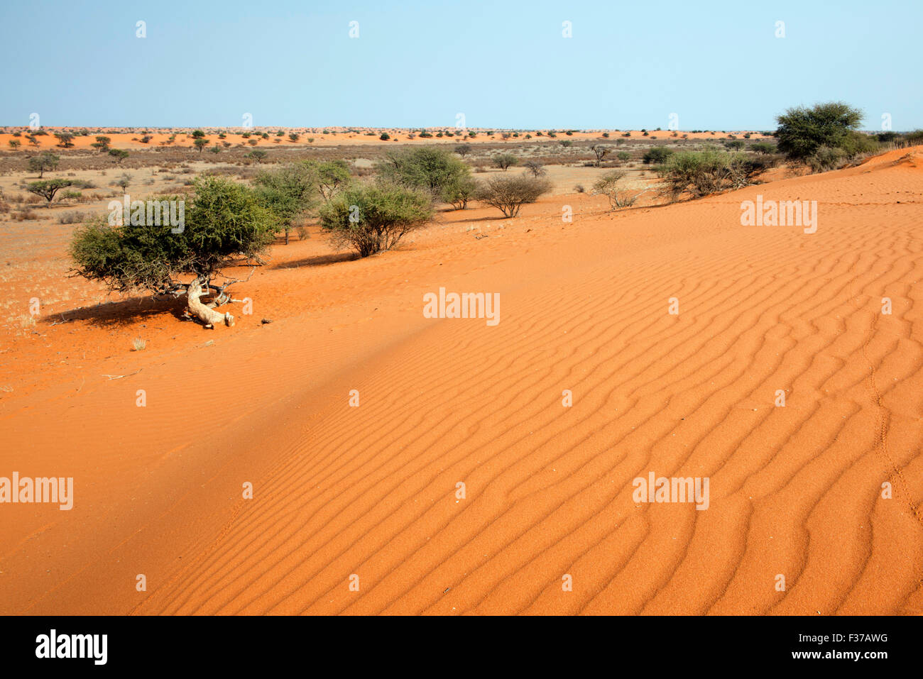 Dunes in the Kalahari, Kalkrand, Namibia Stock Photo