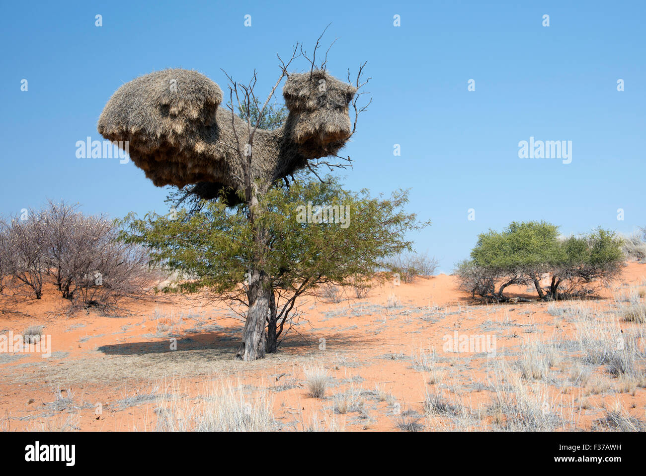 Sociable weaver (Philetairus socius) community nest, Kalahari Desert, Namibia Stock Photo