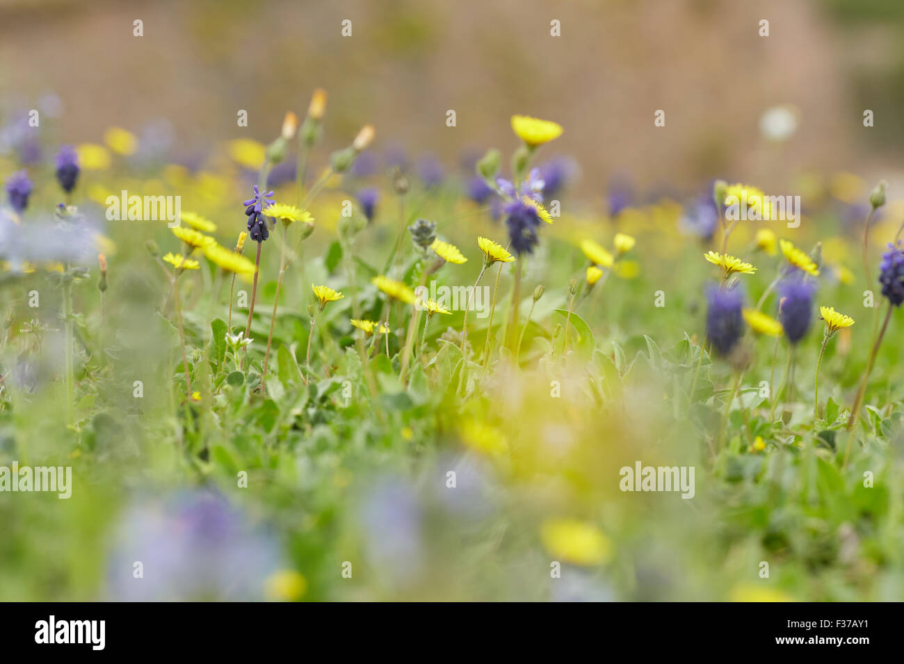 yellow and purple meadow flowers Stock Photo - Alamy
