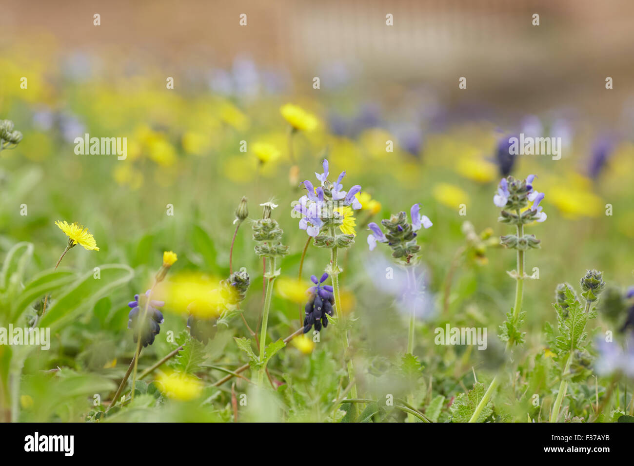yellow and purple meadow flowers Stock Photo - Alamy
