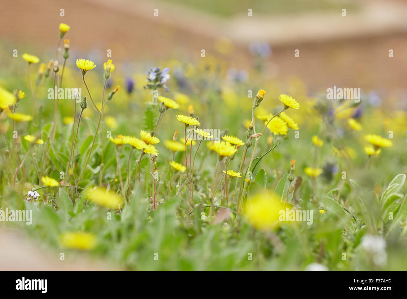 yellow and purple meadow flowers Stock Photo - Alamy