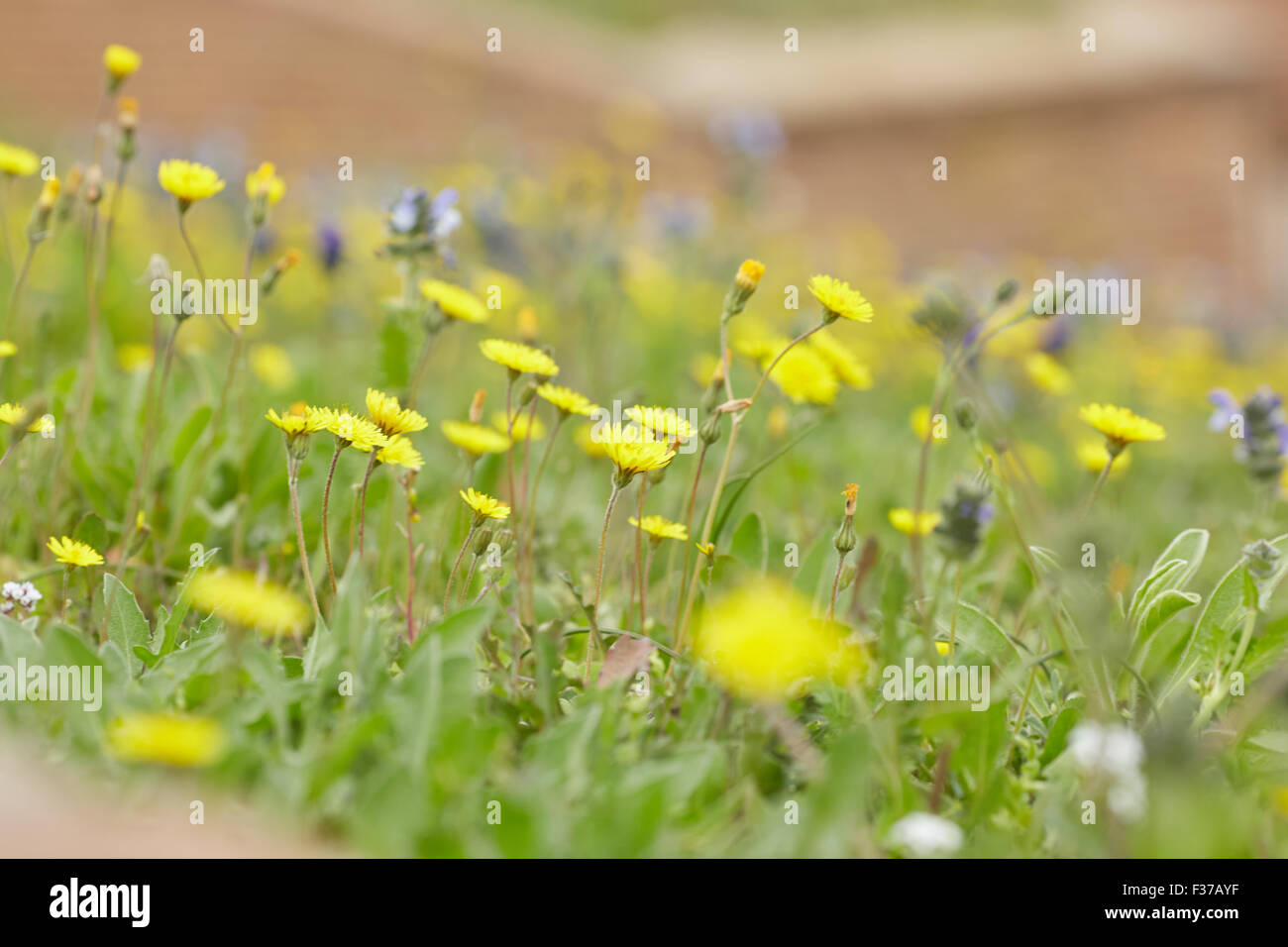 yellow and purple meadow flowers Stock Photo - Alamy