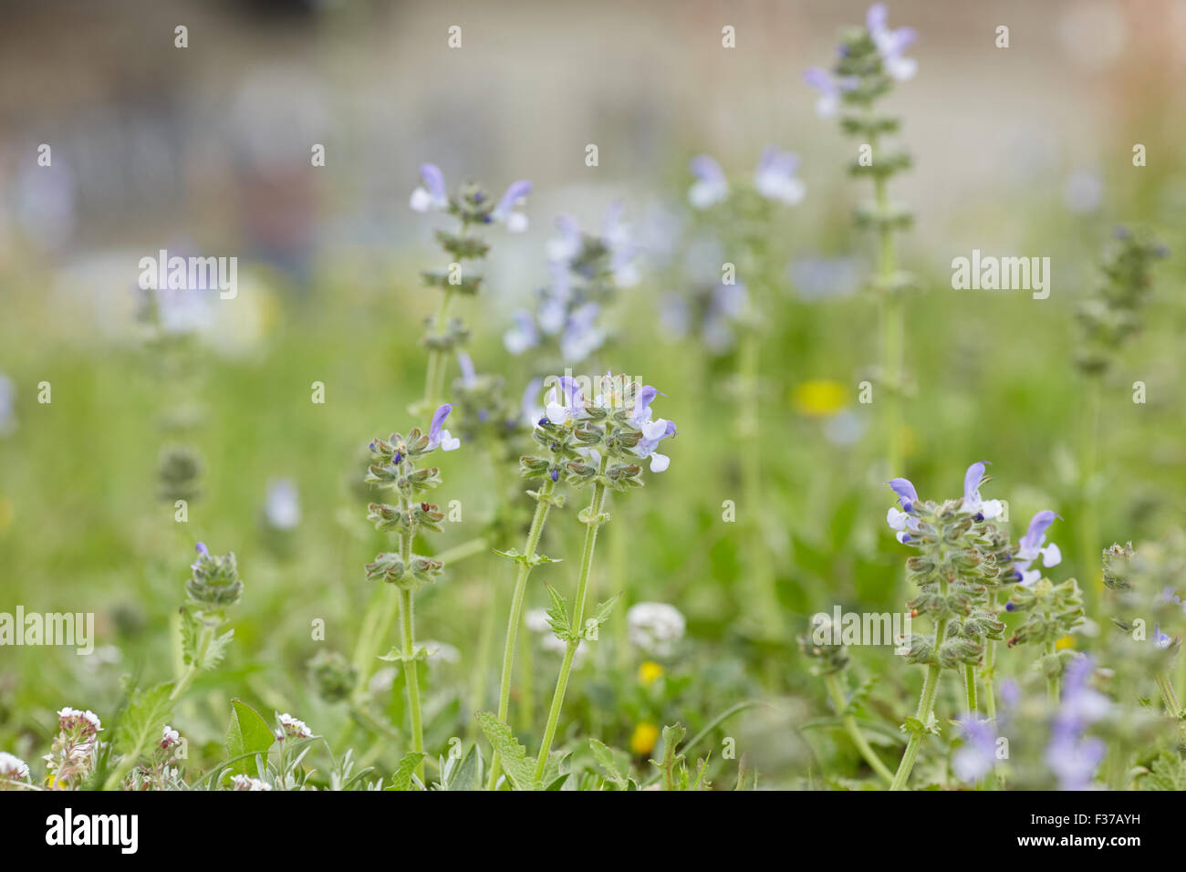 yellow and purple meadow flowers Stock Photo - Alamy