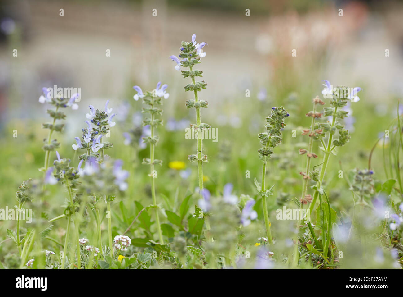 yellow and purple meadow flowers Stock Photo - Alamy